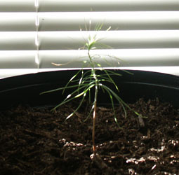 Ponderosa Pine - Pinus Ponderosa