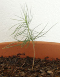 Ponderosa Pine - Pinus Ponderosa