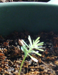 Coast Redwood - Sequoia Sempervirens