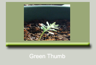 Green Thumb Resources